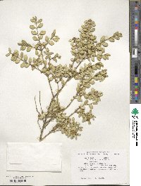 Buxus sinica var. insularis image