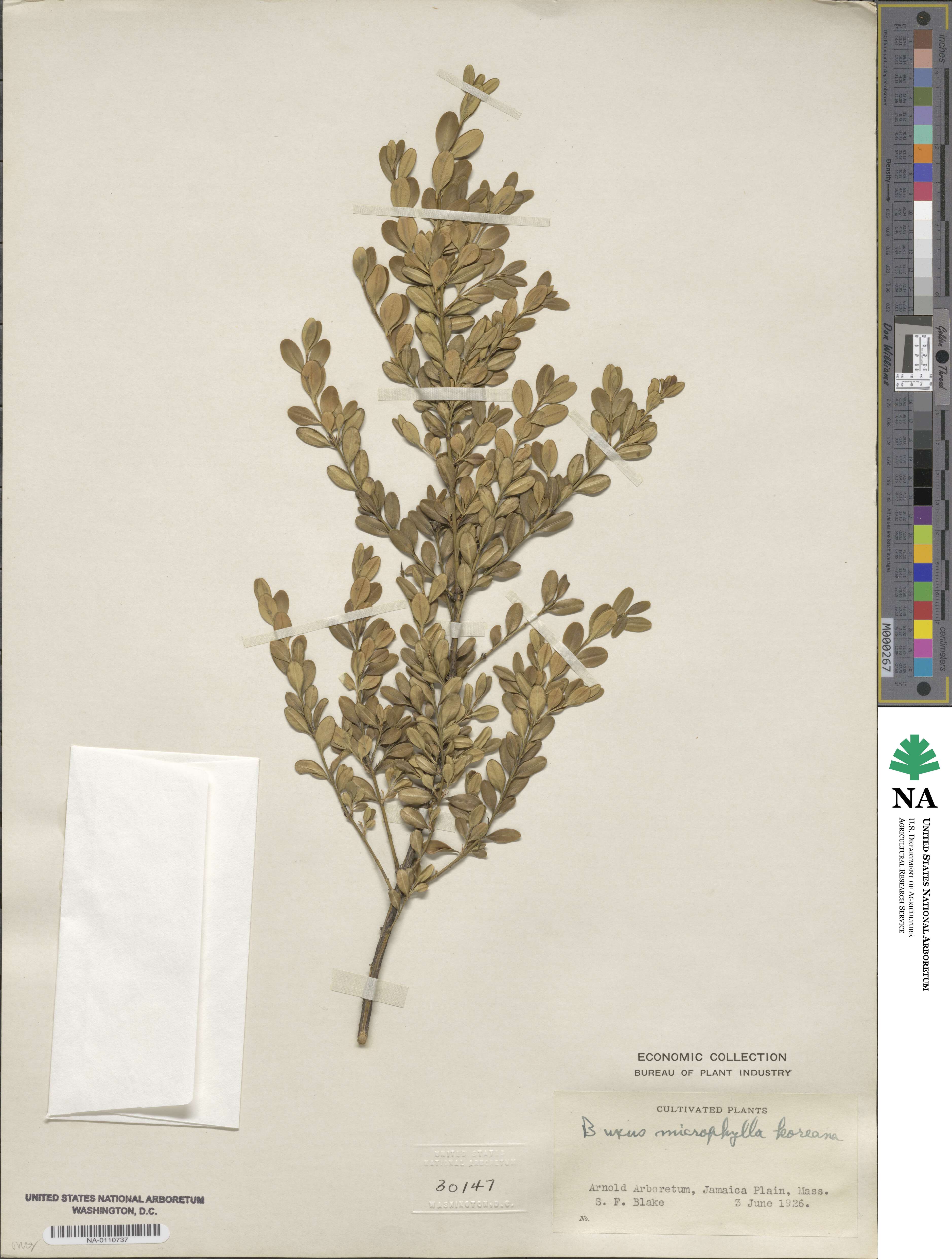 Buxus sinica var. insularis image