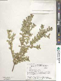 Buxus sinica var. insularis image