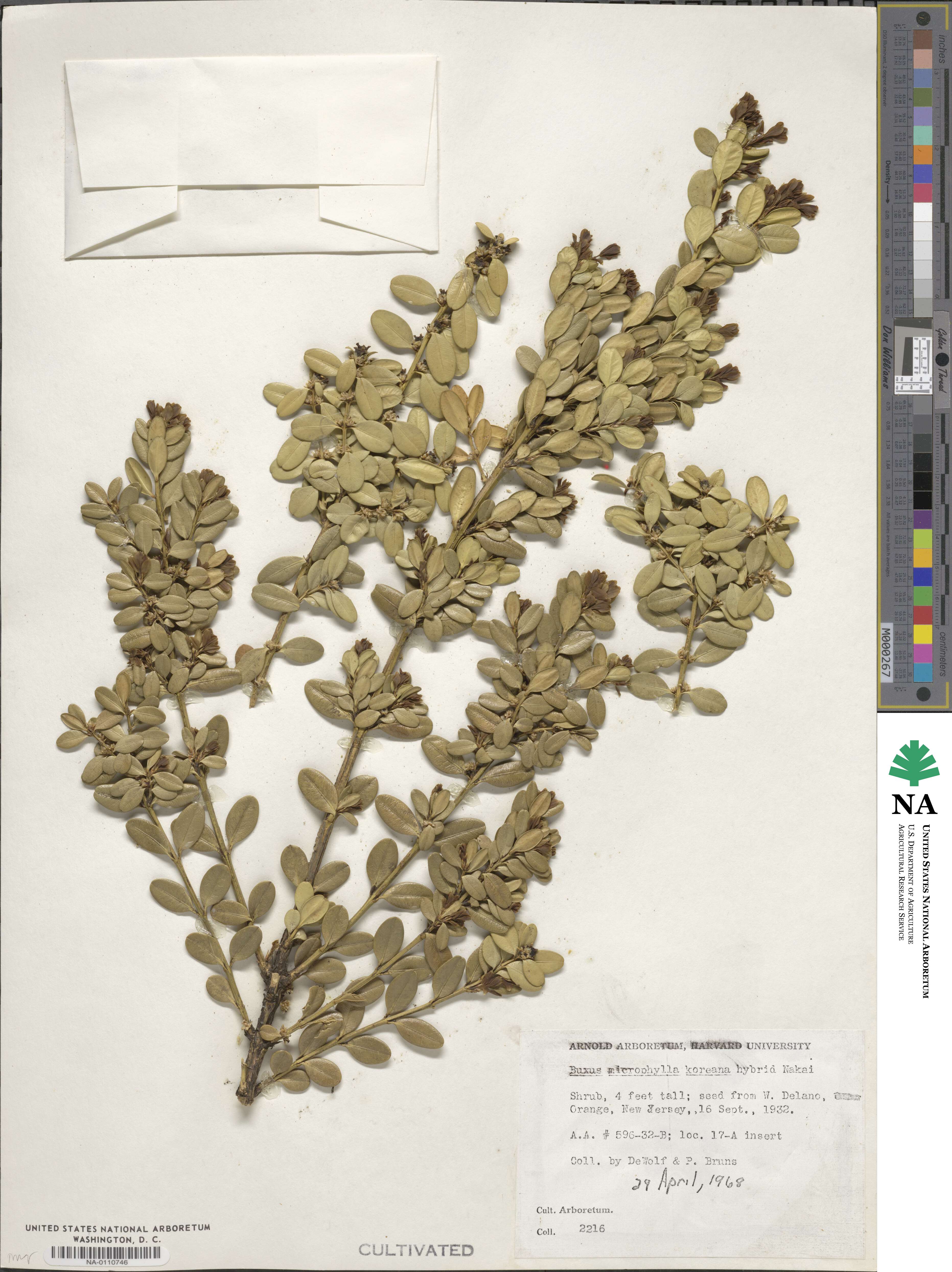 Buxus sinica var. insularis image