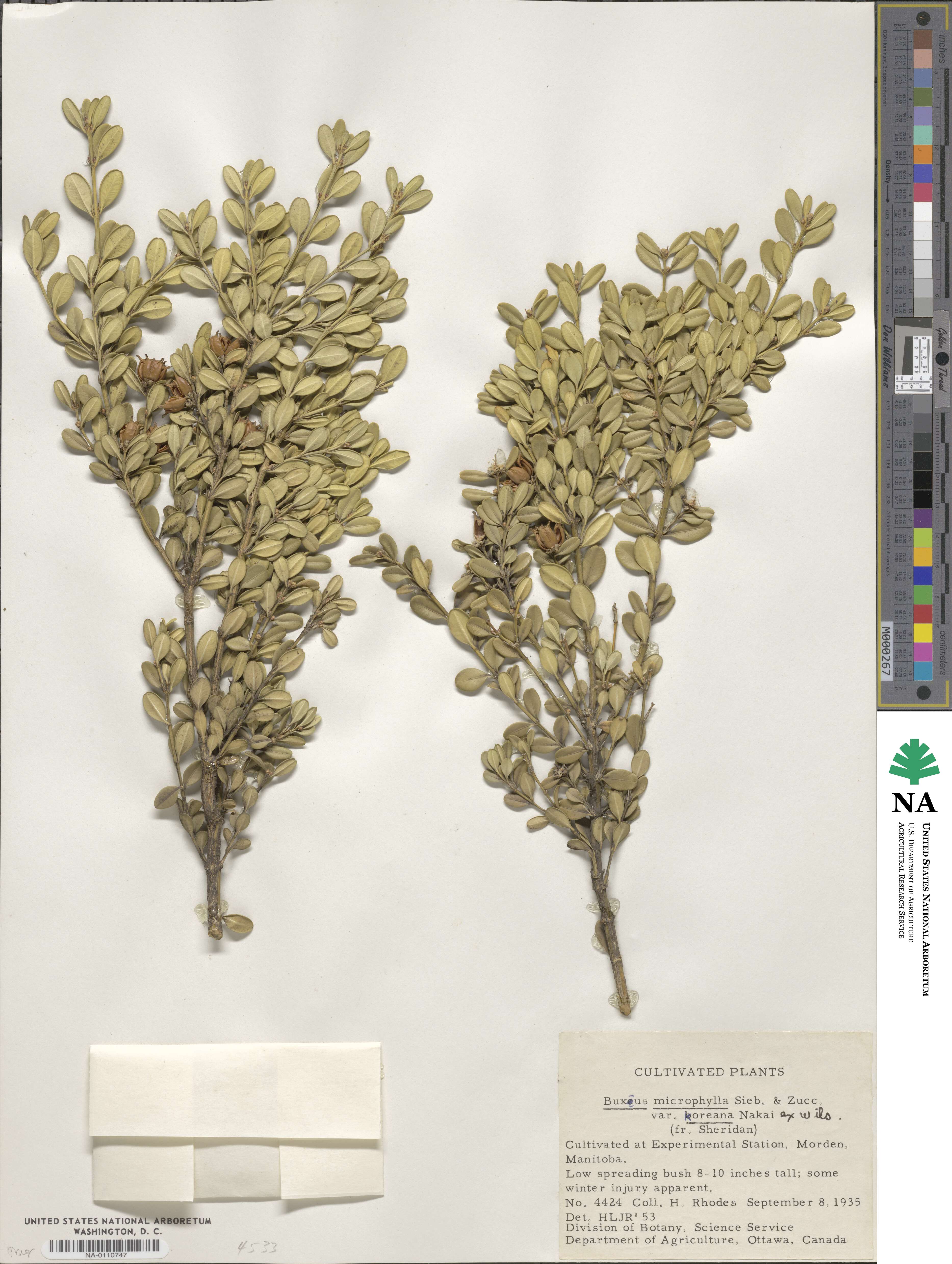 Buxus sinica var. insularis image