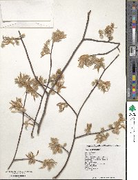 Fagus grandifolia image