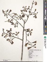 Quercus nigra image