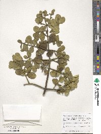 Phoradendron leucarpum image