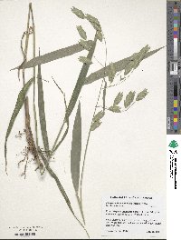 Chasmanthium latifolium image