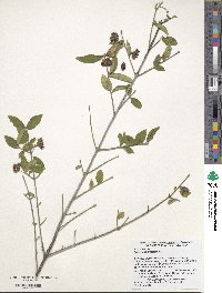 Euonymus americanus image