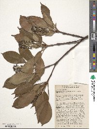 Trochodendron aralioides image