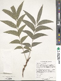 Carya illinoinensis image