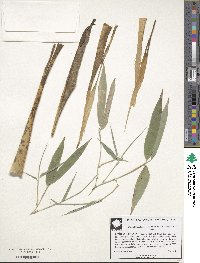 Phyllostachys aurea image