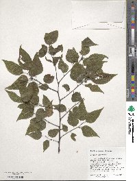 Celtis laevigata image