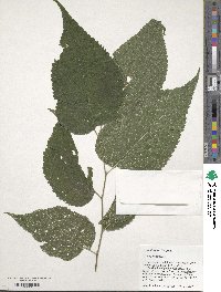 Celtis occidentalis image