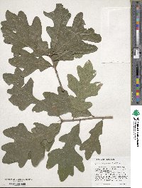 Quercus margarettae image