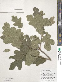 Quercus margarettae image