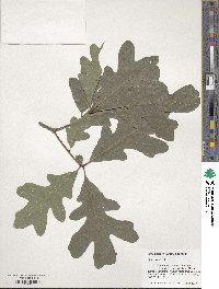 Quercus alba image