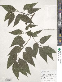 Celtis laevigata image