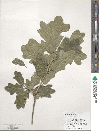 Quercus similis image