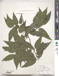 Celtis laevigata image