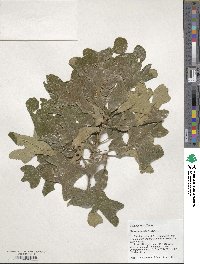 Quercus stellata image