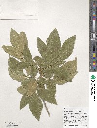 Fraxinus velutina image