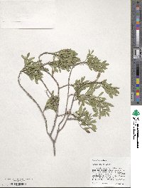 Fraxinus greggii image