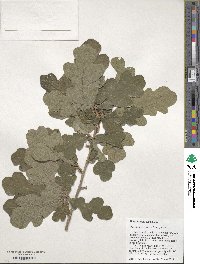 Quercus margarettae image