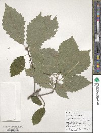 Quercus muehlenbergii image