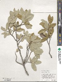 Quercus fusiformis image