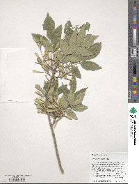 Fraxinus velutina image