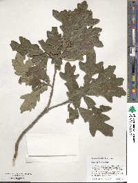 Quercus similis image