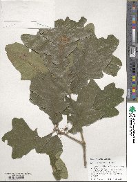 Quercus stellata image