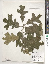 Quercus stellata image