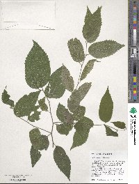 Celtis laevigata image