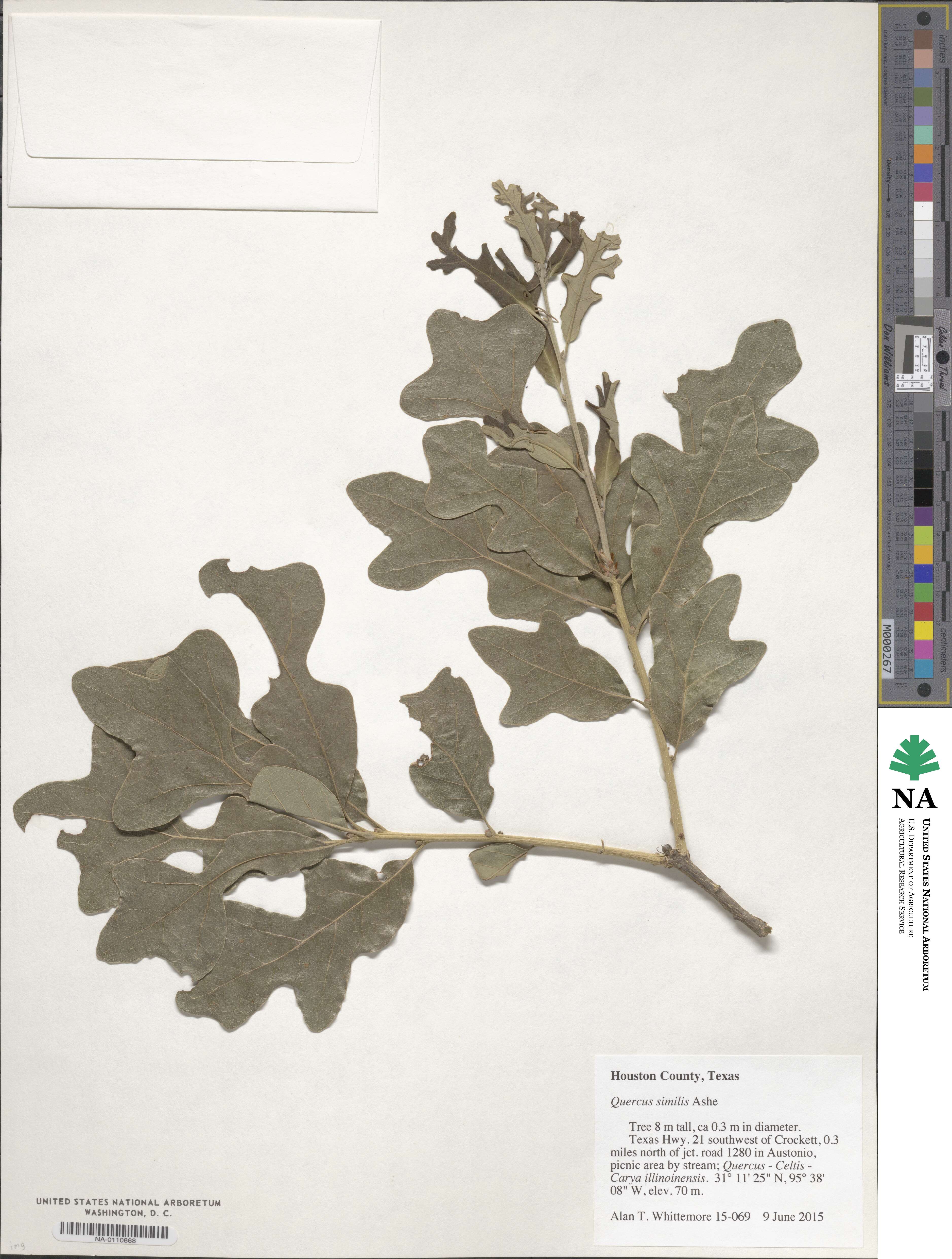 Quercus similis image