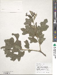 Quercus similis image