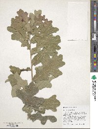 Quercus similis image