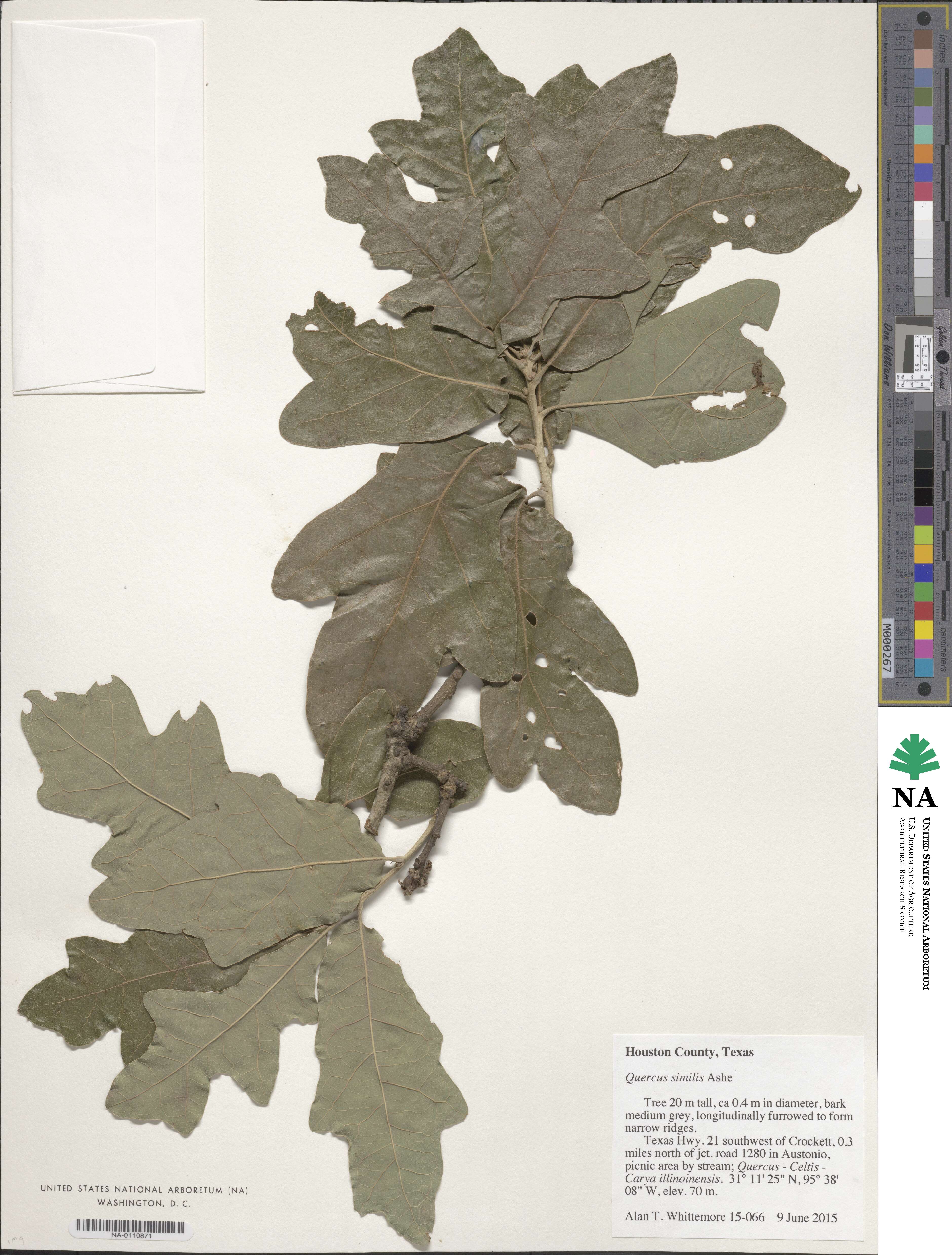 Quercus similis image