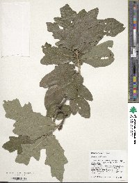 Quercus similis image