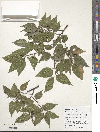 Celtis laevigata image