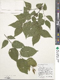 Celtis occidentalis image