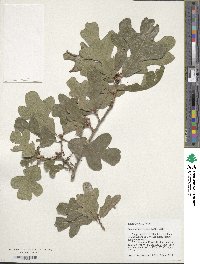 Quercus margarettae image