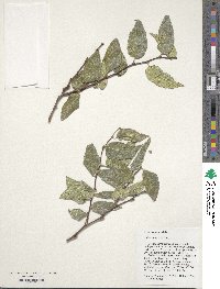 Celtis reticulata image