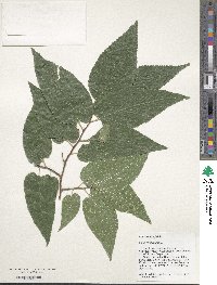 Celtis occidentalis image