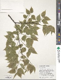 Celtis occidentalis image