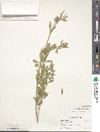 Medicago sativa image