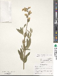 Thermopsis rhombifolia image