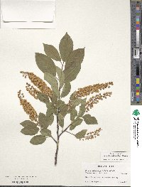 Prunus virginiana image