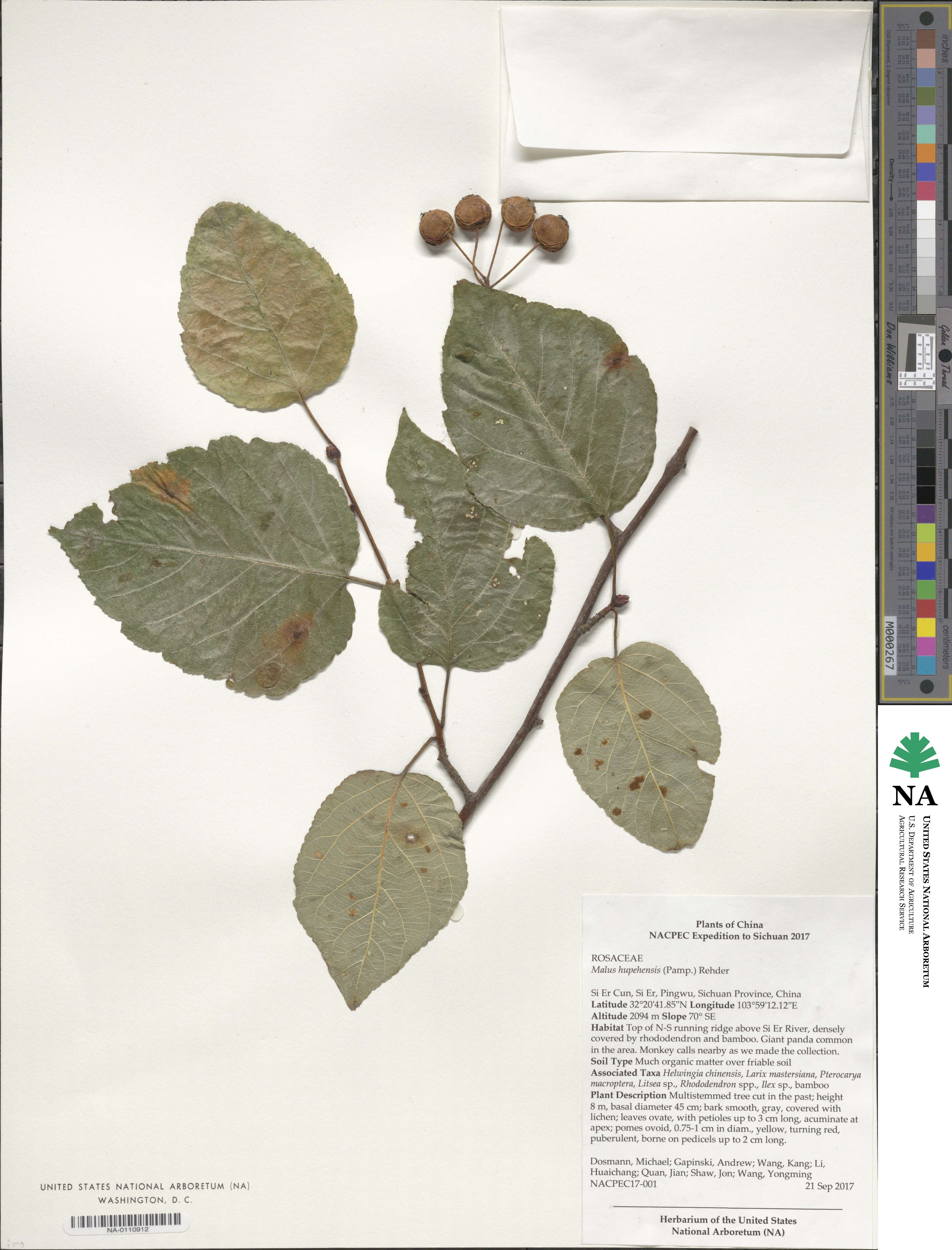 Malus yunnanensis image