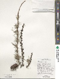 Image of Larix mastersiana