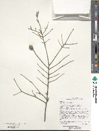 Tsuga chinensis image