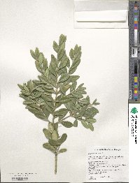 Buxus sempervirens image